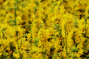 Image showing yellow flowers in the sunlight 