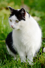 Image showing cat looking away against green background