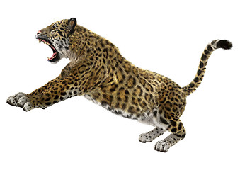 Image showing Big Cat Jaguar