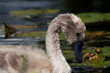 Image showing young baby swan