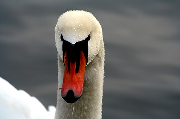 Image showing swans head