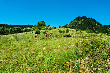 Image showing Cattle