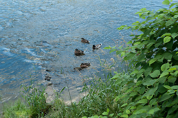 Image showing Ducks