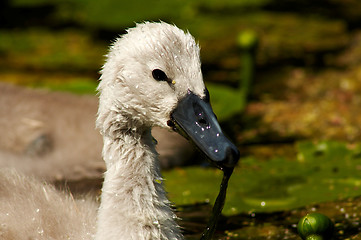 Image showing baby swan