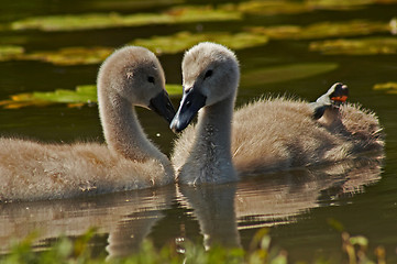 Image showing young swans