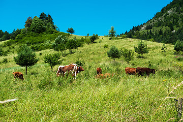 Image showing Cattle