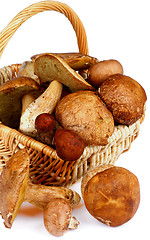 Image showing Forest Mushrooms