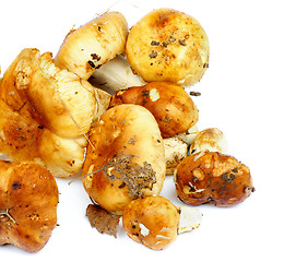 Image showing Edible Mushrooms