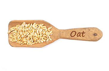 Image showing Oat on shovel