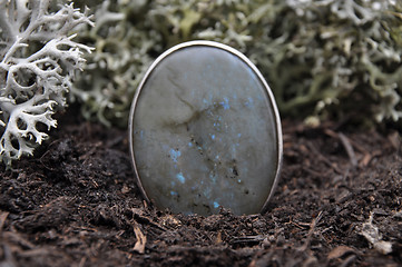 Image showing Labradorite on forest floor