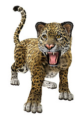 Image showing Big Cat Jaguar