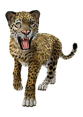 Image showing Big Cat Jaguar