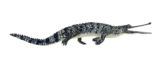 Image showing Gharial