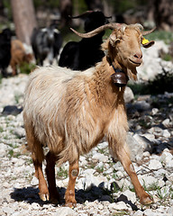 Image showing Goats in forest