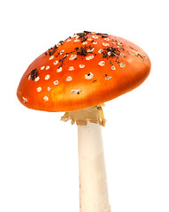 Image showing Red fly-agaric mushroom with pieces of dirt