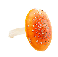 Image showing Red fly agaric (amanita muscaria) on white background