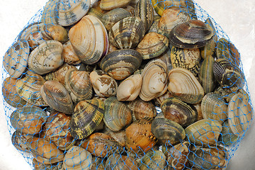 Image showing Vongole