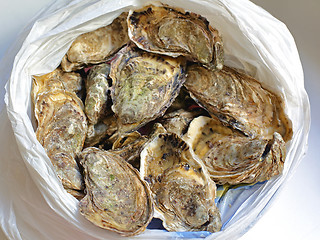 Image showing Bag of Oysters