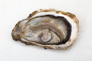 Image showing Open Oyster
