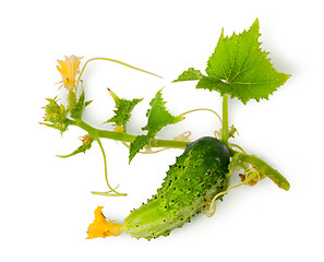 Image showing Young green cucumber with leaves