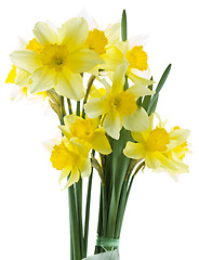 Image showing Lent Lily Cutout