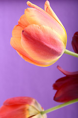 Image showing Beautiful red tulips, close-up flowers