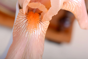 Image showing A close-up of an orange Easter cactus bloom.