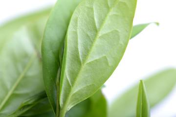 Image showing green leaf background