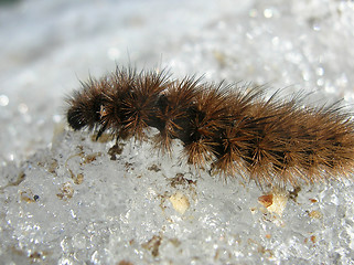 Image showing Heary caterpillar on snow