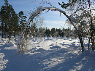 Image showing SNOW ON A BIRCH