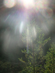 Image showing Sunrain