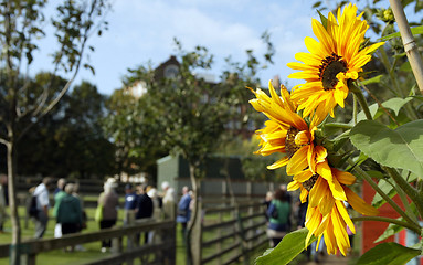 Image showing Sunflowers on the Farm
