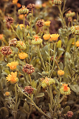 Image showing Autumn lawn with drying flowers.The image is tinted.