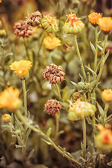 Image showing Autumn lawn with drying flowers.Selective focus