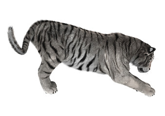 Image showing White Tiger