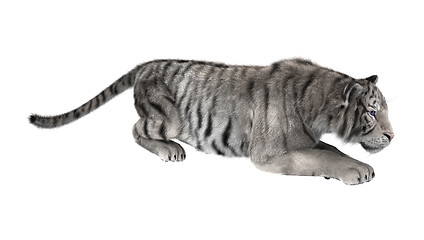 Image showing White Tiger