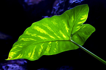 Image showing background  macro  black   leaf and his veins in the light 