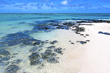 Image showing beach ile du cerfs seaweed   indian ocean  and rock