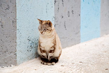 Image showing alone cat in africa morocco and  background