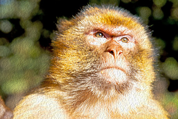 Image showing bush monkey in africa morocco and natural background fauna close
