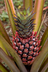 Image showing brown pineapple in the bush