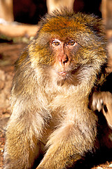 Image showing old monkey in africa   and natural   fauna close up