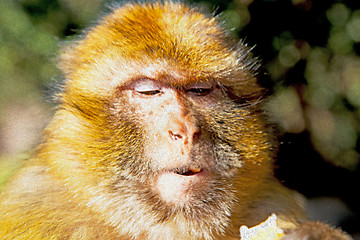 Image showing bush  africa morocco  fauna close up