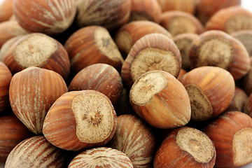 Image showing Hazelnuts