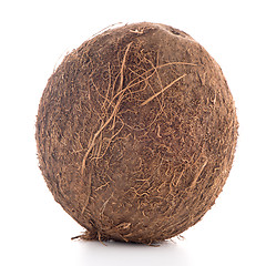 Image showing Coconut