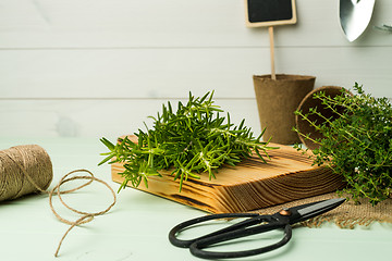 Image showing Rosemary and thyme