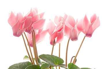 Image showing Beautiful pink Cyclamen flower