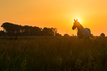 Image showing Horse grazing on pasture