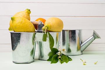 Image showing Limes and vintage metal retro watering cans