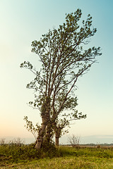 Image showing Autumn tree at sunset